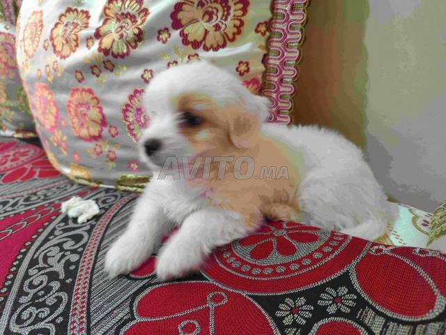 كلب بيشون مالطي - 2