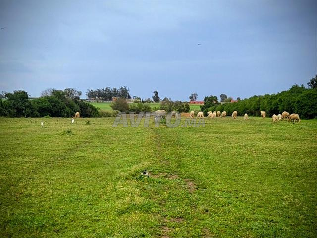 Ferme 1Ha Habitats et Magasins titre 18mn de Rabat
