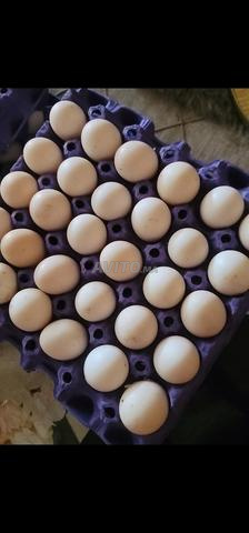 حي المنار . الجديدة - 2