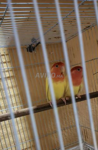 2 couples Rose Opaline Latino yeux rouges - 2