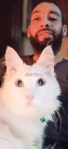 قط أنغورا ذكر بالغ - 2