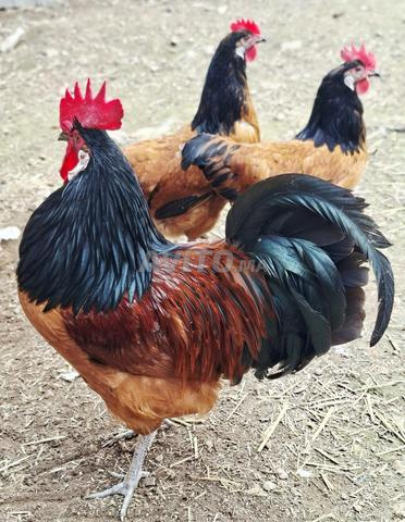 تربية سلالات الدجاج النادرة - 2