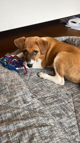 Jack Russel Chiot - 2