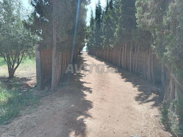 مزرعة جاهزة - 2