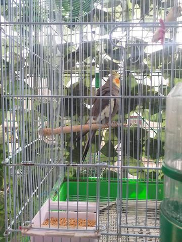 كالوبسيت - 2