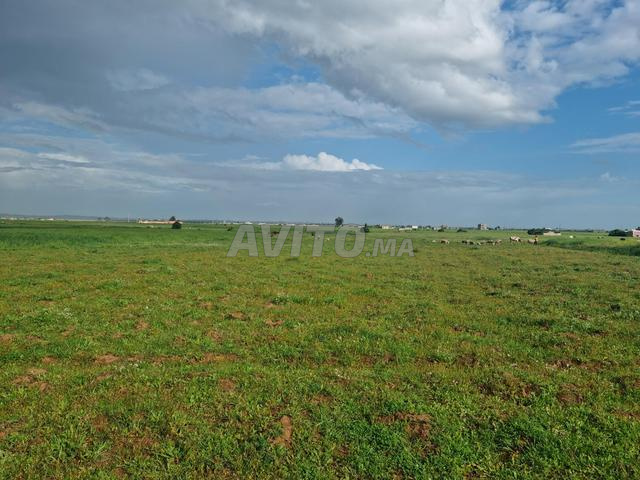 Terrain à vendre, lot agricole sur la route, proche de la route Al Fahs - 2