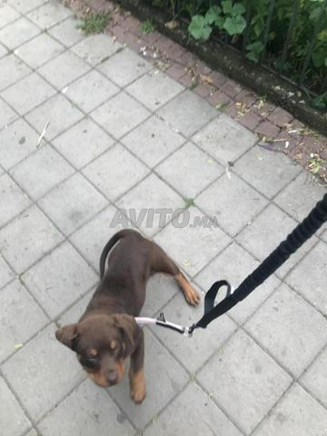 Croisé de Doberman et Rotwieler Marron - 2