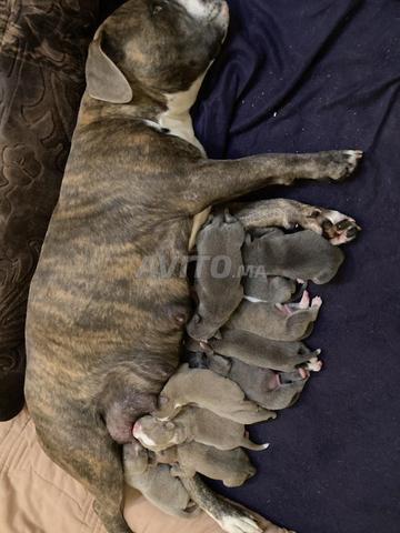 Bully américain - 2