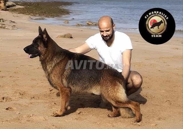 berger allemand pedigree exposition - 2