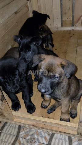 Chiots malinois de 2 mois - Vermifuge et vaccin OK - 2