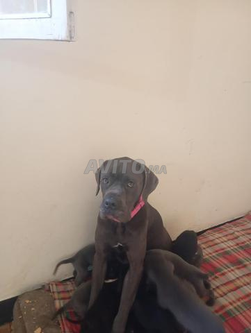 Alfida casa blanca - 2