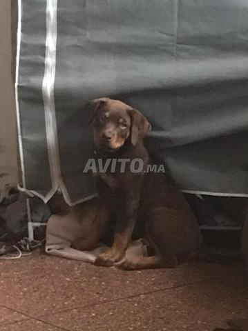 Rottweiler croisé par Doberman marron femlle - 2