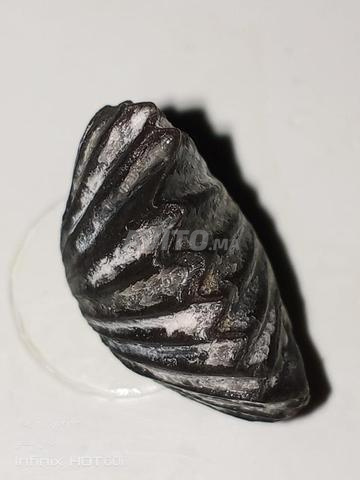 Fossile de coquillage marin naturel minéralisé - 2