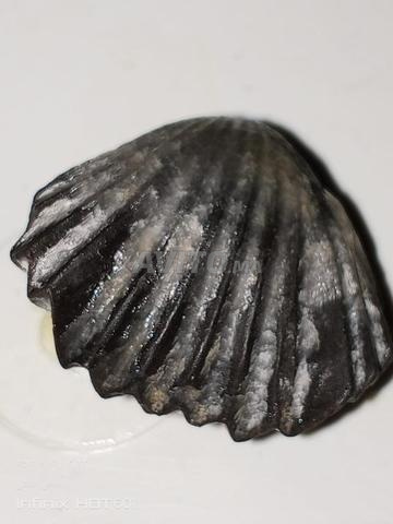 Fossile de coquillage marin naturel minéralisé