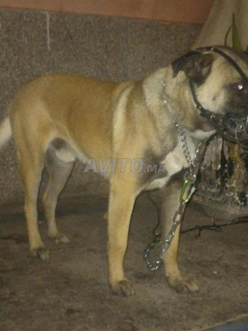 Mâle et femelle - 2