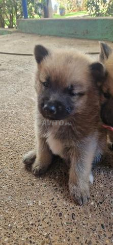 Akita (males et femelles) - 2