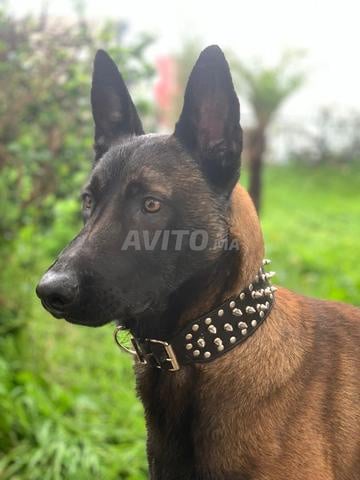 Malinois charbonné - 2