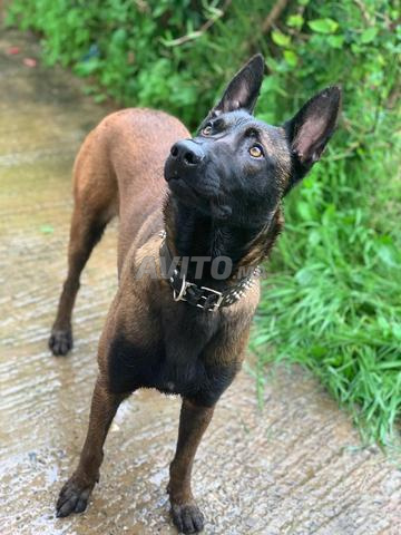 Malinois charbonné
