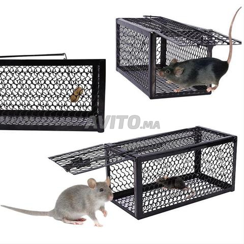 PiègeTangier MouseTrap - 2