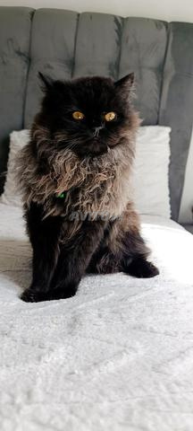 قط فارسي أسود مون من سلالة نقية - 2