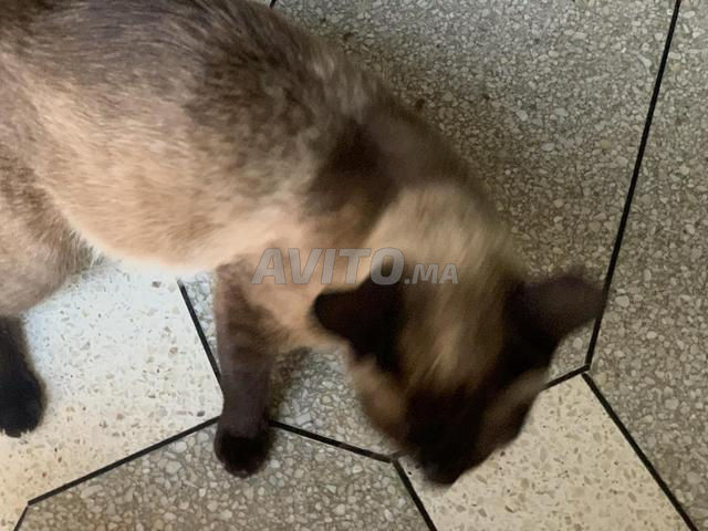 قطة سيامو لعشاق القطط - 2