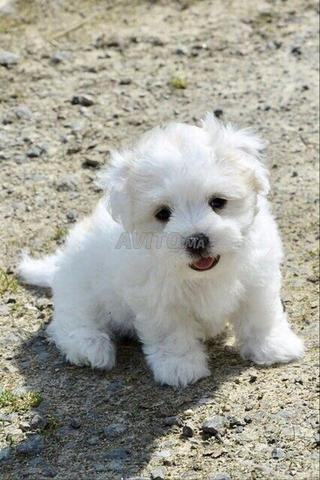 تدريب فندقة للكلاب والقطط - 2