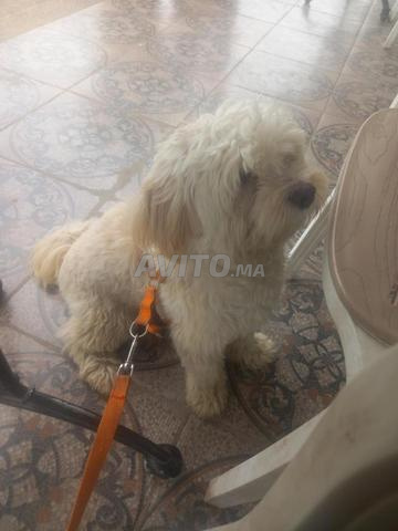 كلب كنيش أليف - 2