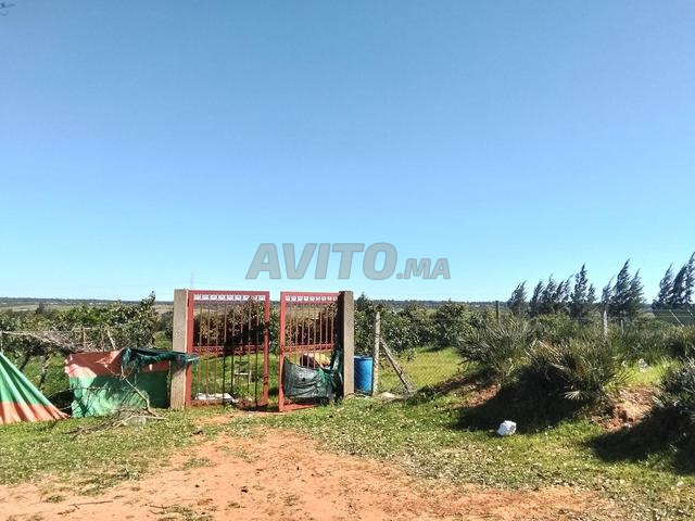 Terrain clôturé avec des arbres avocatier - 2