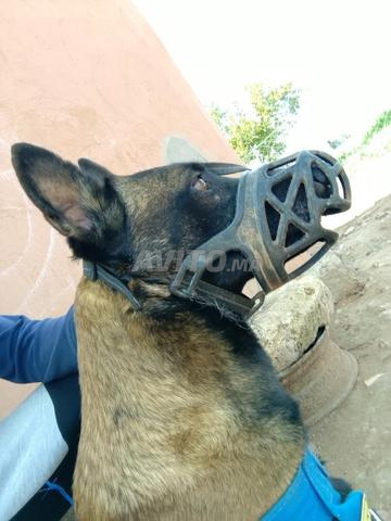 كلب مالينوا للبيع - 2