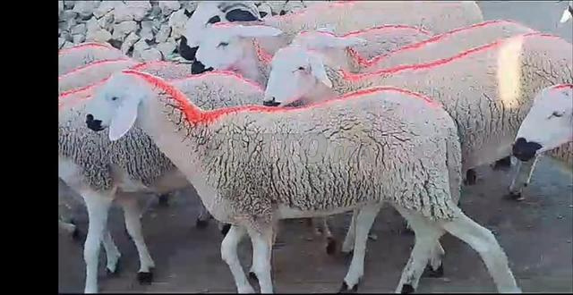 حولية صردية مليحة ضارة