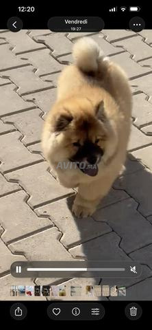 chow chow - 2