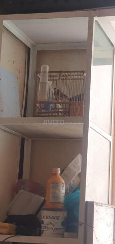 mistou et 3 chardonneries males - 2