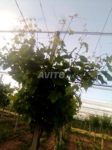 فيرما للبيع 25هكتار - 2