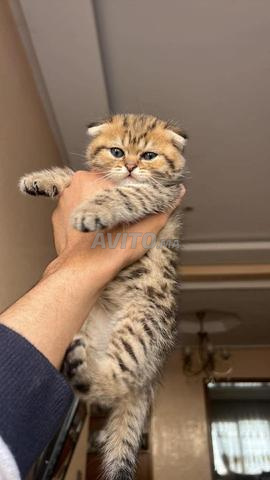 Scottish Fold - 2