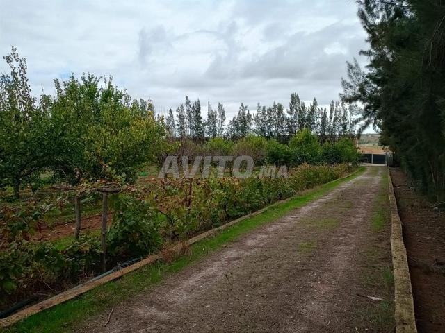 Ferme à sidi Allal bhraoui - 2