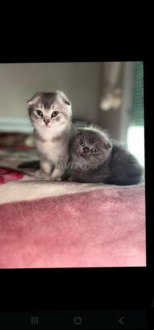 ذكر وأنثى شهرين بريتش - 2