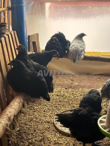 (دجاج أسترالوب أسود و أزرق للبيع (ملقحين - 2