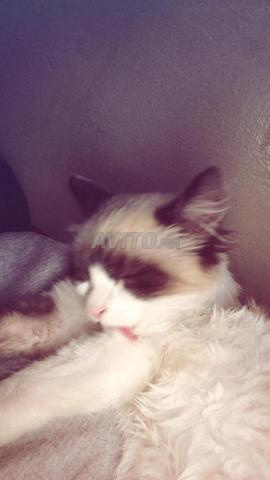 قطة سيامي للبيع - 2