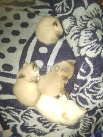 قطة سيامو أصلية 😽🐈كيوت من تايلوند - 2