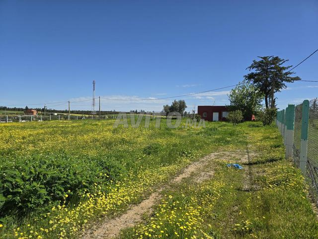 Ferme 6000 m² à vendre – Jamaat Ayt Buhya Lhajami