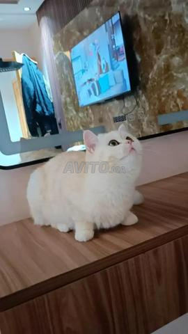 أنثى بريتش - 2