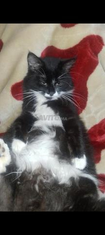 قط أوروبي جميل - 2