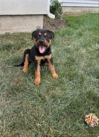 Bébé chiot Rottweiller âgé de 2 mois