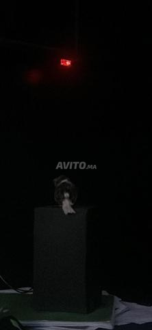 كناري غلوستر كورونا (Gloster Corona) • - 2