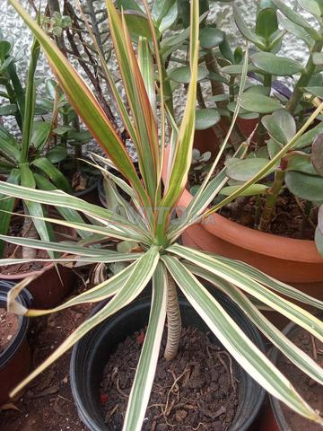 نباتات طبيعية - 2