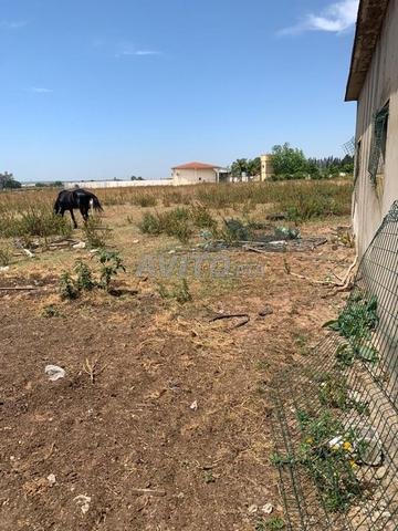 Ter titre 1ha Arjat salé - 2