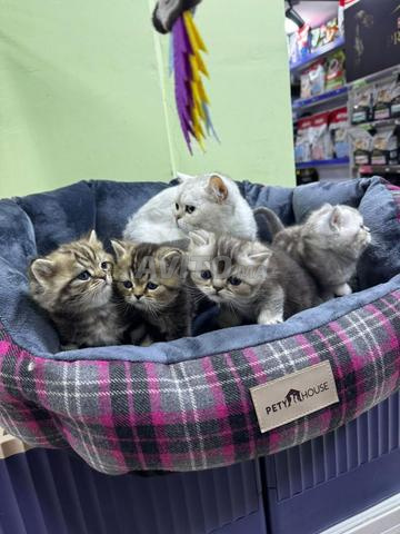 Mâle et femelle British - 2