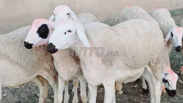 كينا 30 حولية صردية