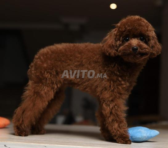 Chiot poodle teacup (2 kilos max adulte) pédigrée - 2