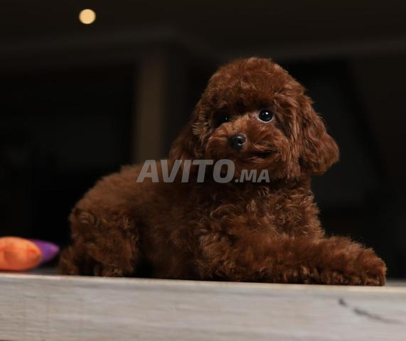 Chiot poodle teacup (2 kilos max adulte) pédigrée